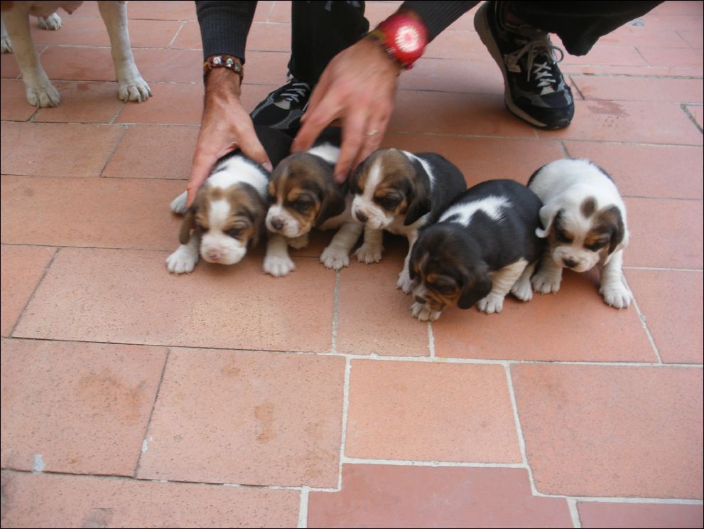 cuccioli amelie-75